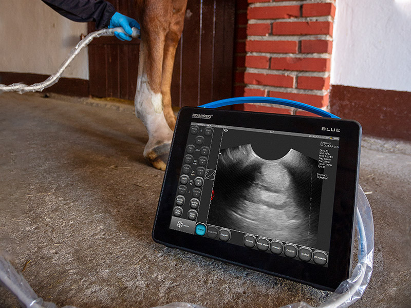 dispositivo portatile ad ultrasuoni dramiński scanner ad ultrasuoni prezzo portatile per cavalli tendini tendinite cavallo cavalle
