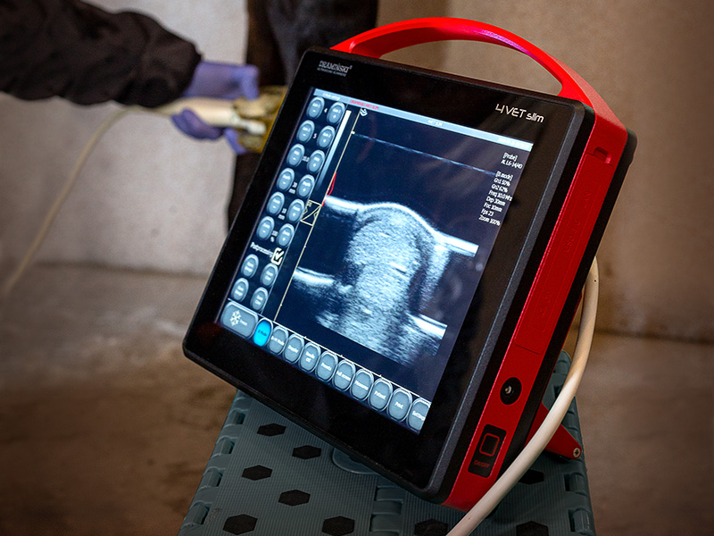 Scanner ad ultrasuoni portatile 4Vet Slim, immagine perfetta moderna e intuitiva
